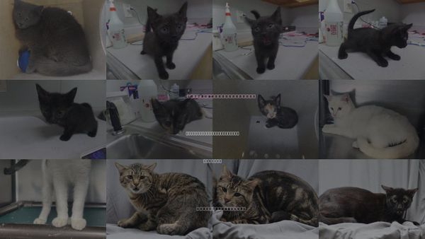 Cats for Adoption in Augusta-Richmond County, Georgia