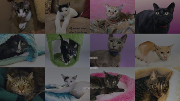 Cats for Adoption in Aventura, Florida