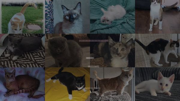 Cats for Adoption in Beaumont, California