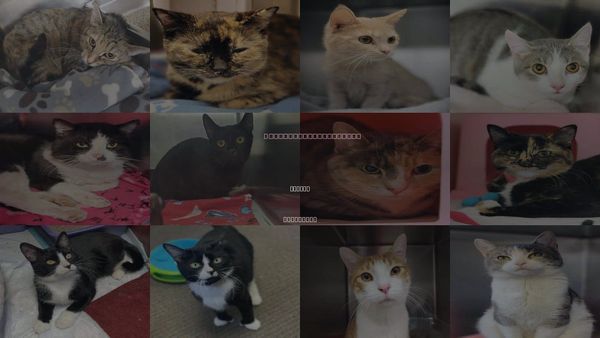 Cats for Adoption in Beloit, Wisconsin