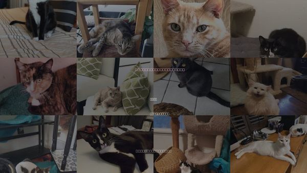 Cats for Adoption in Brea, California