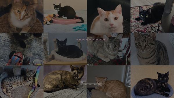 Cats for Adoption in Burleson, Texas