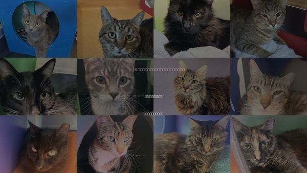 Cats for Adoption in Burlingame, California