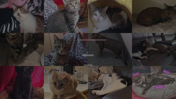 Cats for Adoption in Calumet City, Illinois