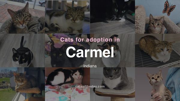 Cats for Adoption in Carmel, Indiana