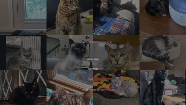 Cats for Adoption in Carol Stream, Illinois