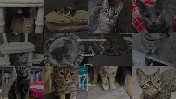 Cats for Adoption in Carpentersville, Illinois