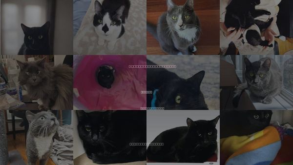 Cats for Adoption in Chelsea, Massachusetts