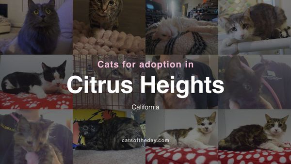 Cats for Adoption in Citrus Heights, California