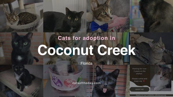 Cats for Adoption in Coconut Creek, Florida
