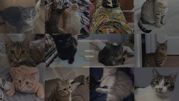 Cats for Adoption in Covington, Kentucky