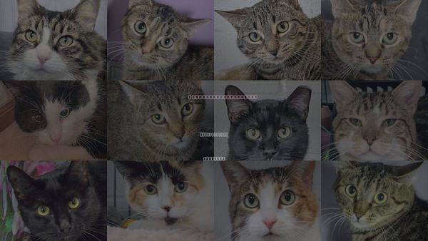 Cats for Adoption in Crystal Lake, Illinois