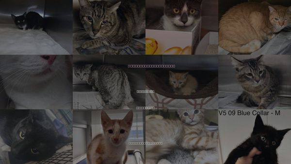 Cats for Adoption in Culver City, California