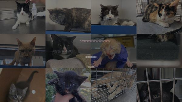 Cats for Adoption in Duncanville, Texas