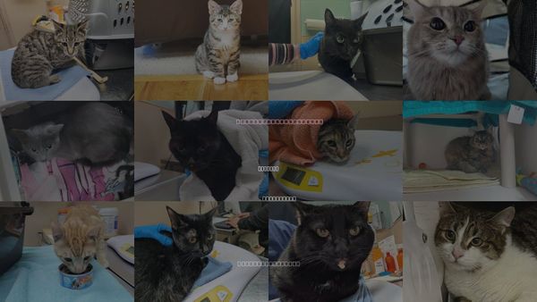 Cats for Adoption in Edmonds, Washington