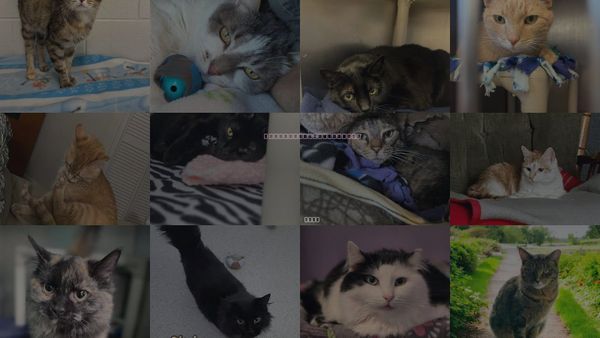 Cats for Adoption in Findlay, Ohio