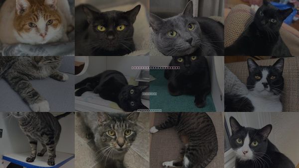 Cats for Adoption in Fitchburg, Massachusetts