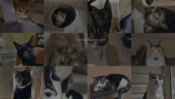 Cats for Adoption in Florence, Alabama