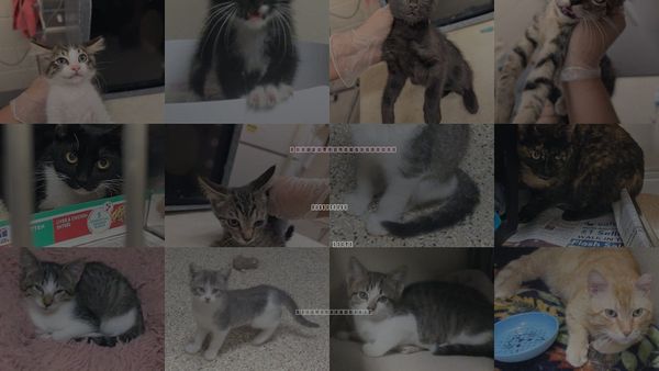 Cats for Adoption in Georgetown, Texas