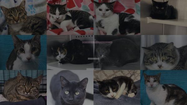 Cats for Adoption in Grand Forks, North Dakota
