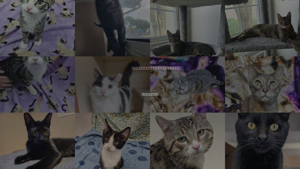 Cats for Adoption in Greenfield, Wisconsin