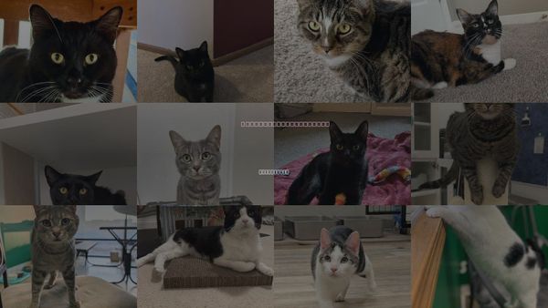 Cats for Adoption in Grove City, Ohio