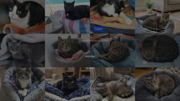 Cats for Adoption in Hagerstown, Maryland