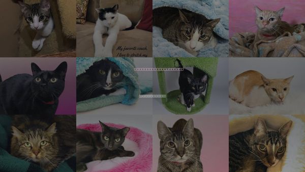 Cats for Adoption in Hallandale Beach, Florida