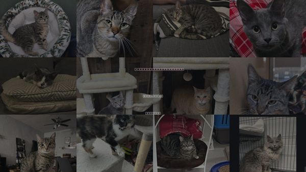 Cats for Adoption in Hanover Park, Illinois