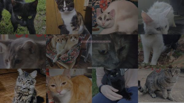 Cats for Adoption in Hickory, North Carolina