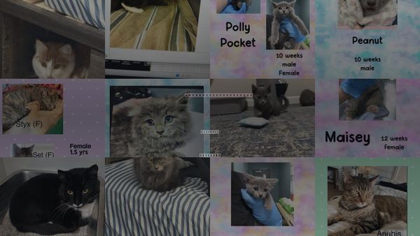 Cats for Adoption in Holbrook , New York