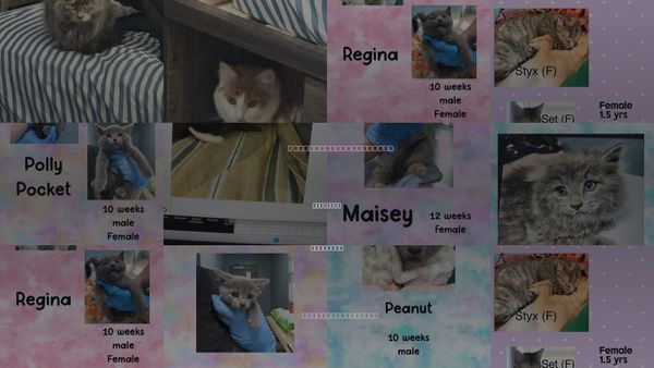 Cats for Adoption in Holbrook , New York