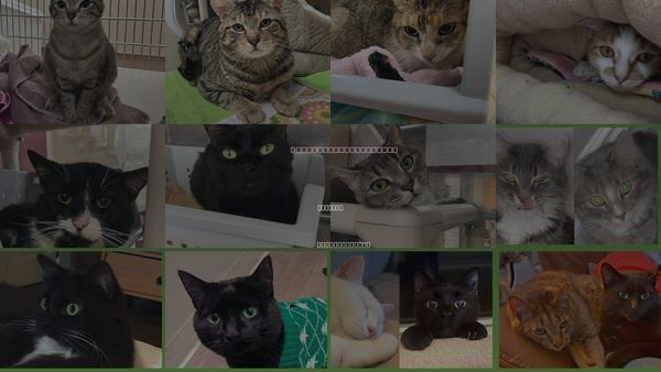 Cats for Adoption in Holyoke, Massachusetts