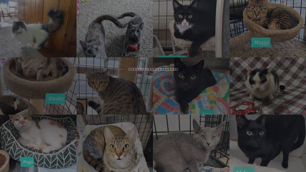 Cats for Adoption in Huber Heights, Ohio