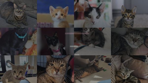 Cats for Adoption in Huntsville, Texas