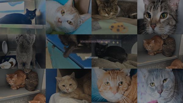 Cats for Adoption in Jamaica Plain, Massachusetts