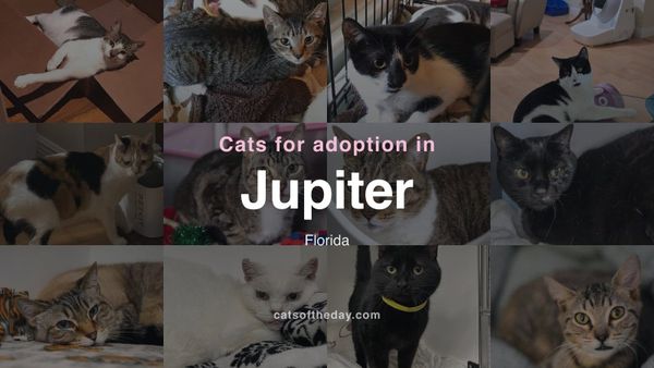 Cats for Adoption in Jupiter, Florida