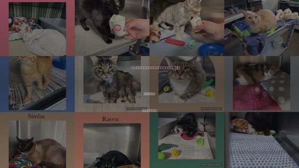 Cats for Adoption in Kewanee, Illinois