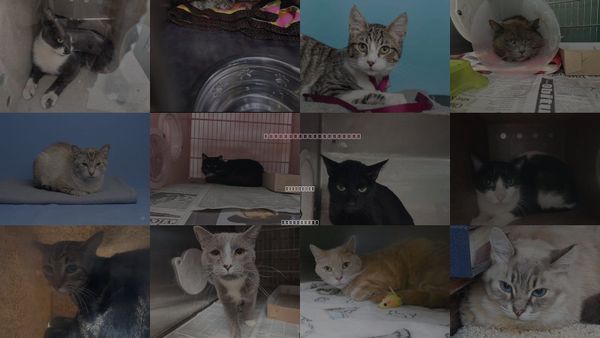 Cats for Adoption in La Puente, California