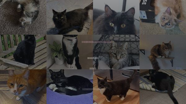 Cats for Adoption in Lake Oswego, Oregon