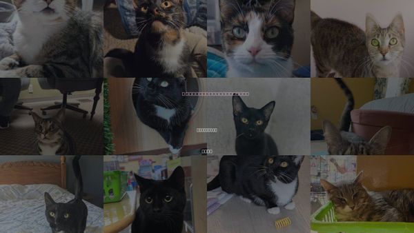 Cats for Adoption in Lancaster, Ohio