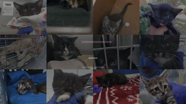 Cats for Adoption in Lancaster, Texas