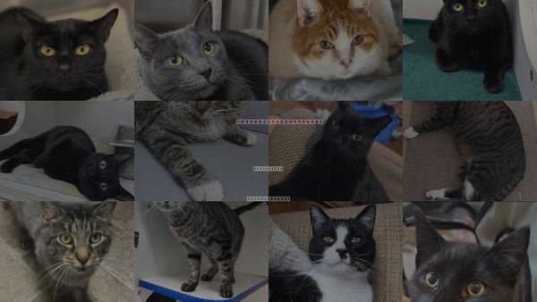 Cats for Adoption in Leominster, Massachusetts