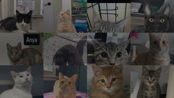 Cats for Adoption in Linden, New Jersey