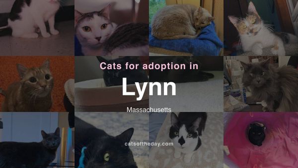 Cats for Adoption in Lynn, Massachusetts