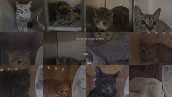 Cats for Adoption in Magna, Utah