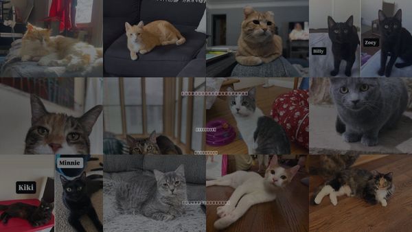 Cats for Adoption in Maplewood, Minnesota