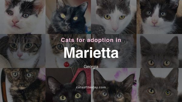 Cats for Adoption in Marietta, Georgia