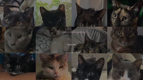 Cats for Adoption in Marlborough, Massachusetts