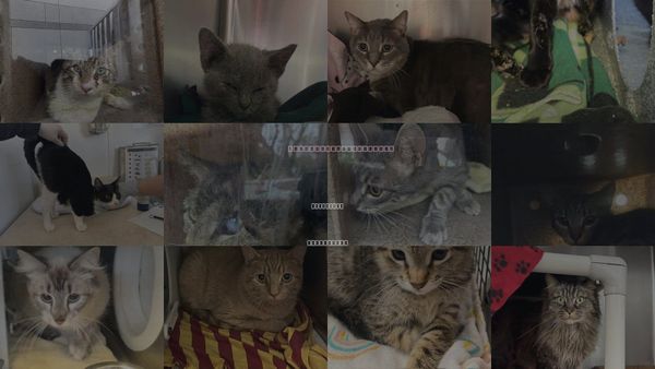 Cats for Adoption in Montclair, California